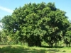 banyan-tree-shaheedi-bohr