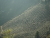 darjeeling_tea_plantation_india.jpg