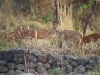 malsi-deer-park