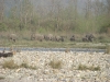 rajaji-national-park