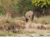 the-rajaji-national-park