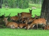 deer-park