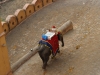 elephants-at-amer-fort