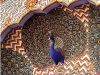 jaipu-peacock.jpg