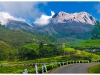 munnar-tea-plantation-morning2.jpg