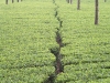 munnar-tea-plantation-summer.jpg