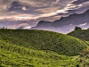 munnar-tea-plantation.jpg