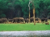 periyar-wildlife-sanctuary-thekkady