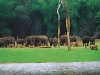 periyar-wildlife-sanctuary-thekkady