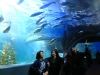 melbourne-aquarium