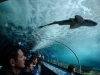 sydney-aquarium
