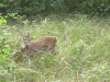 animal-at-jim-corbett-national-park