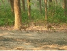 deer-at-jim-corbett-nationa.jpg