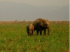 elephant-jim-corbett-nation.jpg