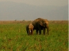 elephant-jim-corbett-nation.jpg