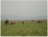 elephants-jim-corbett-natio.jpg