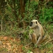 monkey-at-jim-corbett-natio.jpg