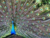 peacock-jim-corbett-nation.jpg