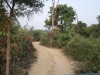 raod-of-jim-corbett-national-park