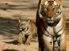 tiger-jim-corbett-natio.jpg