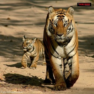 Tiger at jim corbet national park