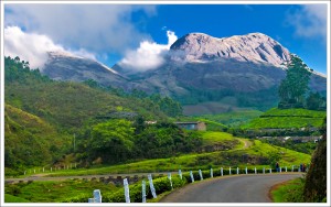 Munnar Tea Plantation Morning