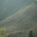 darjeeling_tea_plantation_india