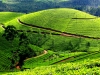 india-famous-tourist-places-kerala-tea-garden