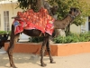 camel-ride-at-jaigarh-fort